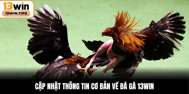 Cập nhật thông tin cơ bản về đá gà 13WIN