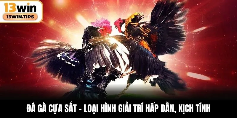 Đá gà cựa sắt - Loại hình giải trí hấp dẫn, kịch tính