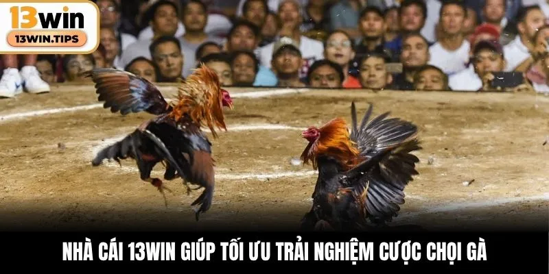 Nhà cái 13WIN giúp tối ưu trải nghiệm cược chọi gà